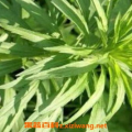 小飞蓬的功效与作用,天然草药的消炎止痛与调经养颜之宝